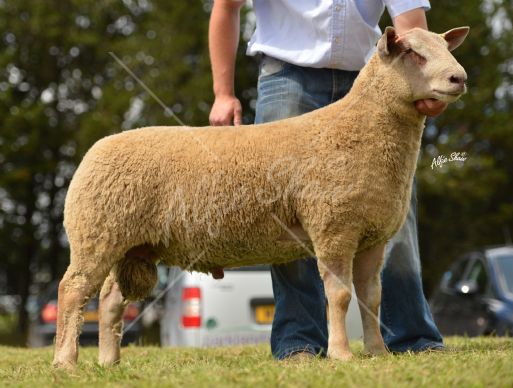 1st Prize Ram Early December Class shown by Drew and Stephen Cowan